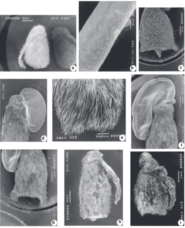 Figura 10 - Sementes em microscopia eletrônica de varredura: Polygala oxyphylla - a. aspecto geral e apêndice caruncular ultrapassando o tamanho da semente e levemente encurvado; b