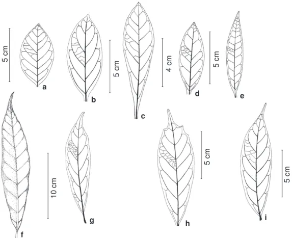 Figura 3 - Padrão de nervação foliar e forma da lâmina: a. Polygalawarmingiana (Warming 436); b