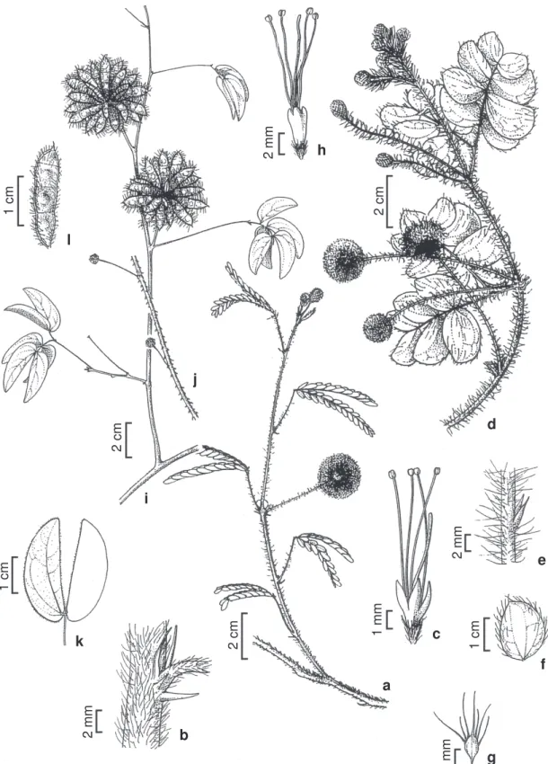 Figura 4 – a-c. Mimosa hirsutissima var. hirsutissima – a. aspecto geral do ramo; b. detalhe de acúleo infra-peciolar; c