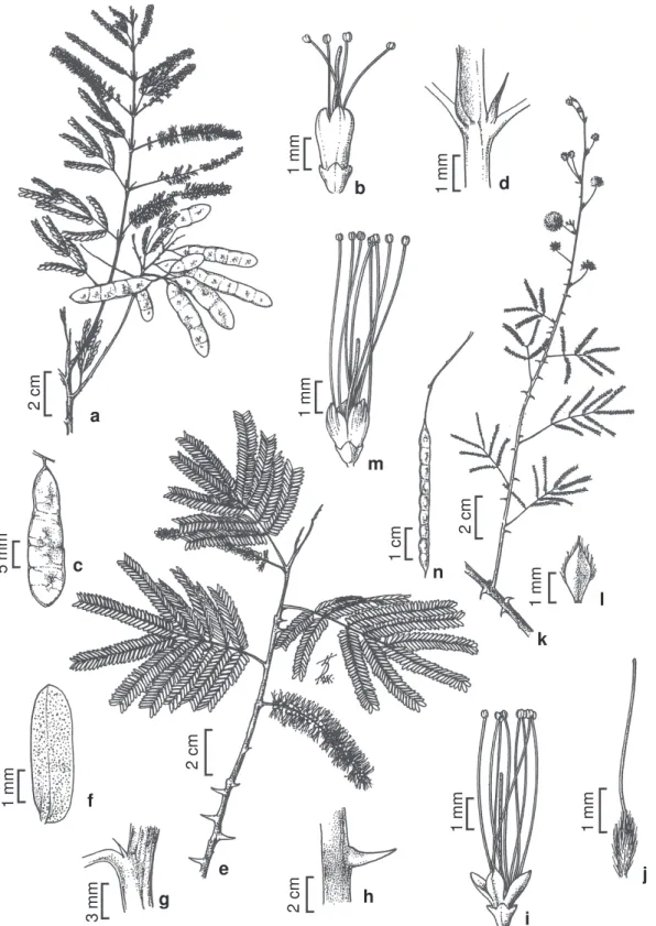 Figura 3 – a-d. Mimosa ophthalmocentra – a. aspecto geral do ramo; b. flor; c. fruto; d