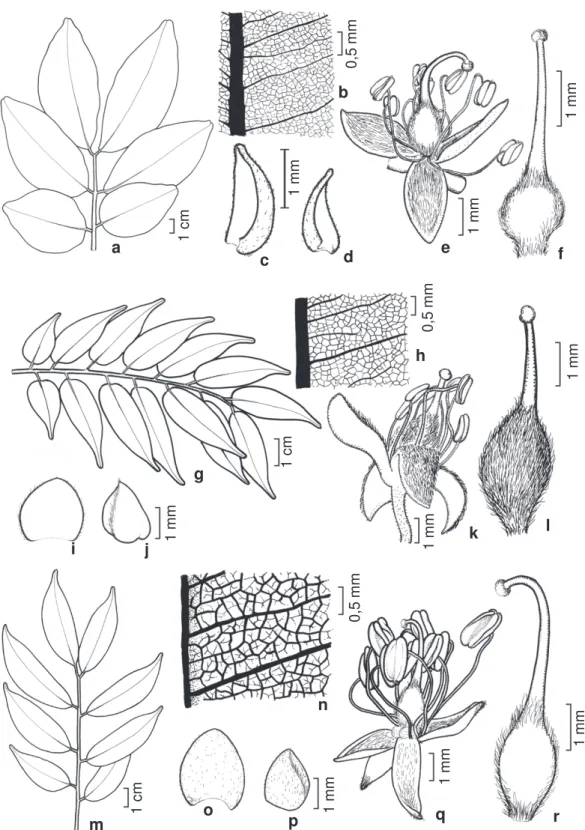 Figura 2 – a-f. Copaifera martii – a. folha; b. detalhe do folíolo evidenciando venação congesta; c