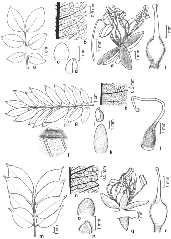 Figura 1 – a-f. Copaifera duckei – a. folha; b. detalhe do folíolo evidenciando venação laxa; c