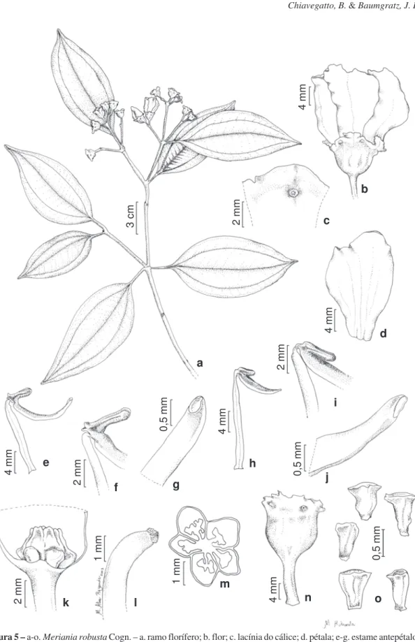 Figura 5 – a-o. Meriania robusta Cogn. – a. ramo florífero; b. flor; c. lacínia do cálice; d