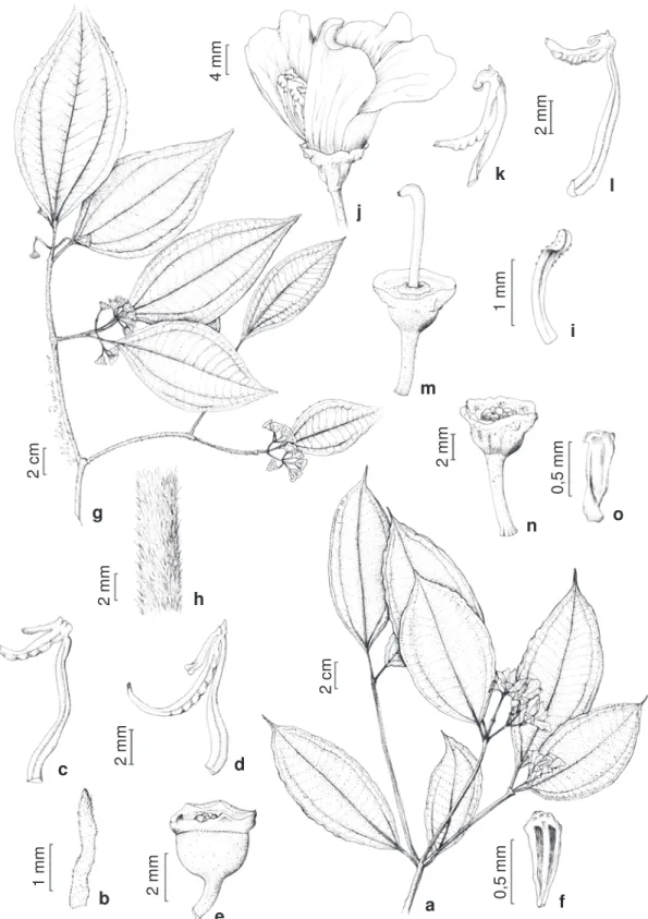 Figura 3 – a-f. Meriania glabra (DC.) Triana – a. ramo florífero; b. profilo; c. estame antepétalo;  d