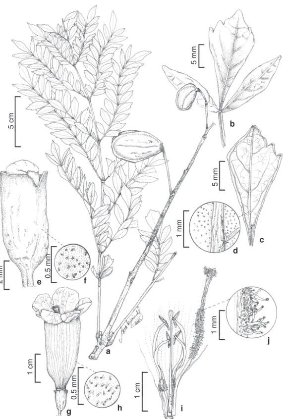 Figura 5 – Jacaranda puberula – a. ramo com frutos; b. foliólulos; c. foliólulo; d. detalhe do indumento da face abaxial;
