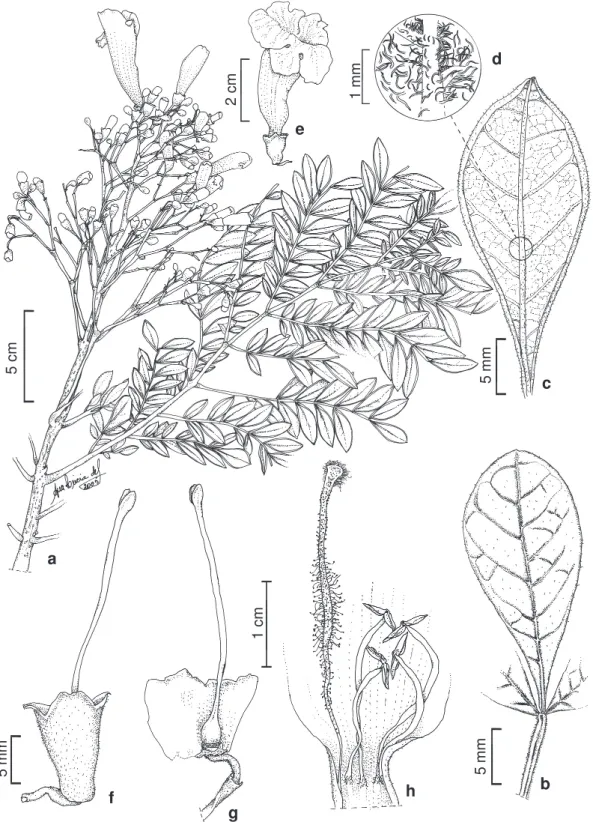 Figura 6 – Jacaranda pulcherrima – a. ramo com flores; b. foliólulos - face adaxial; c