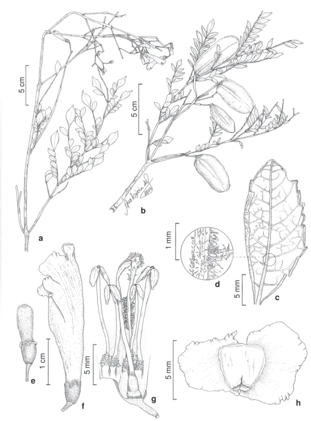 Figura 7 – Jacaranda subalpina – a. ramo com flores (Markgraf 10268); b. ramo com frutos (Ferreira 163); c