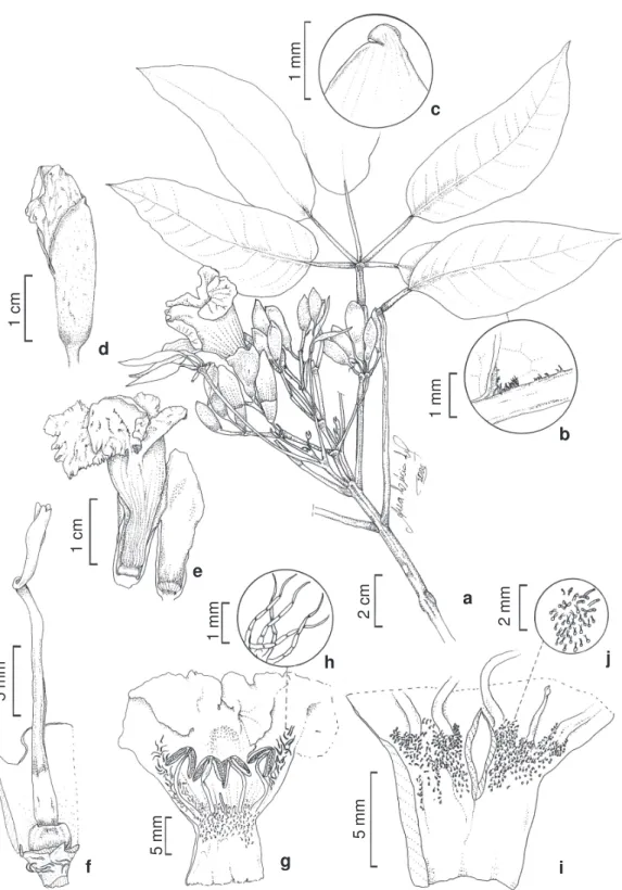 Figura 8 – Sparattosperma leucanthum – a. ramo com flores; b. detalhe da face abaxial do folíolo evidenciando indumento;
