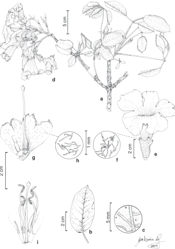 Figura 9 – Tabebuia alba – a. ramo; b. folíolo; c. detalhe da face abaxial do folíolo (a-c Lima 448); d
