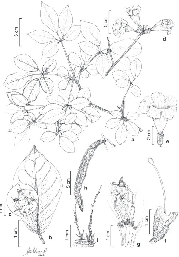 Figura 10 – Tabebuia chrysotricha – a. ramo; b. folíolo; c. detalhe do indumento da face adaxial do folíolo; d