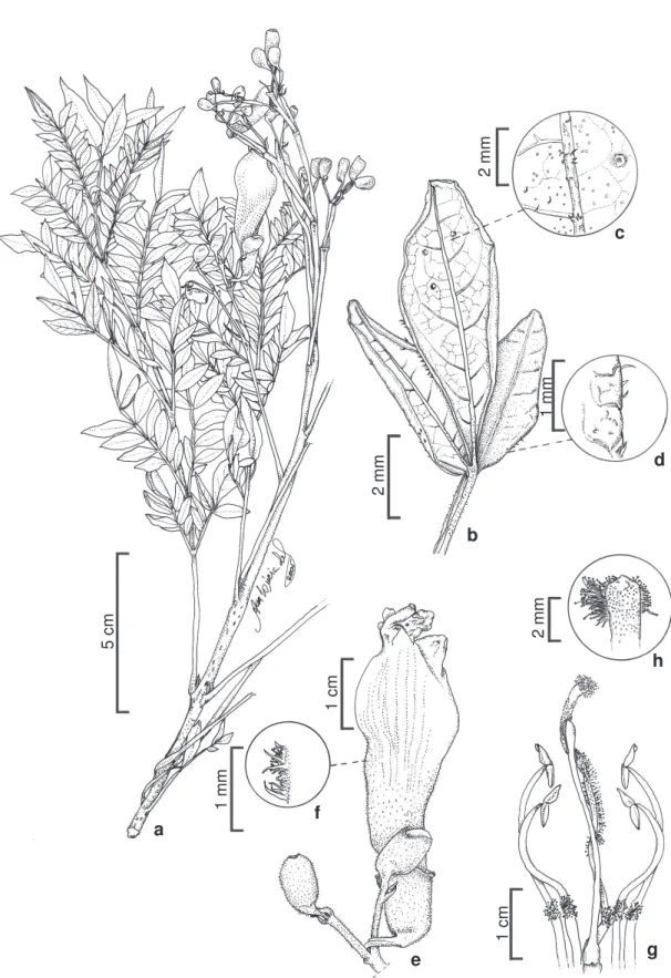 Figura 4 – Jacaranda crassifolia – a. ramo com flores; b. detalhe do foliólulo; c. detalhe do indumento da face abaxial; d.