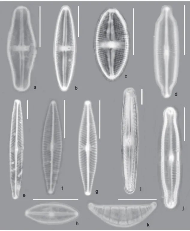 Figura 5 – a. Luticola costei; b. L. goeppertiana; c. L. saxophila; d. Adlafia bryophila; e