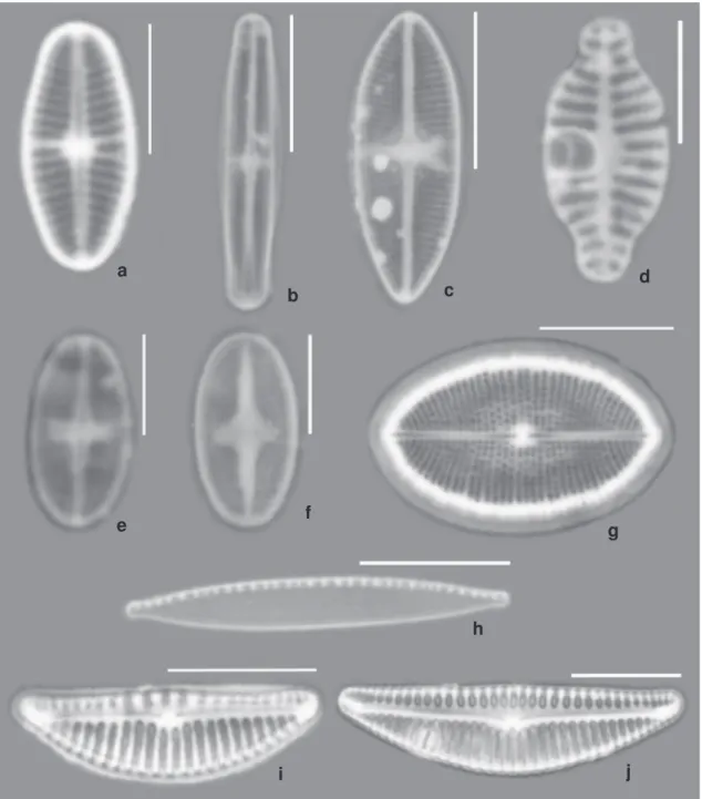 Figura 3 – a. Achnanthes acares; b. Achnanthidium microcephalum; c. Lemnicola hungarica; d