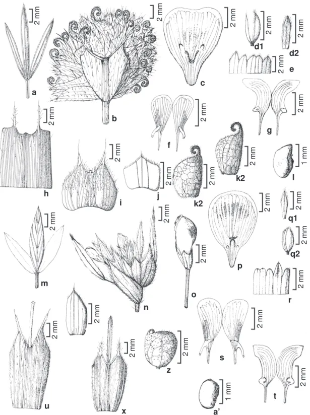 Figura 9 – a-l. Stylosanthes montevidensis Vogel – a. folha; b. inflorescência;  c. estandarte; d1