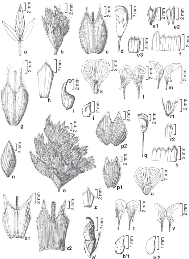 Figura 3 – a-m. Stylosanthes hamata (L.) Taub. – a. folha; b. inflorescência; c. bráctea externa; d