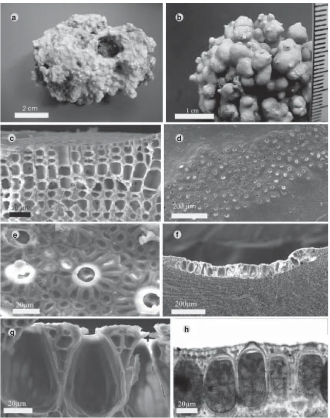 Figura 1 – a-h. Aspecto geral e micrografias de Sporolithon episporum. a, b. Diferentes aspectos de rodolitos formados pela referida espécie
