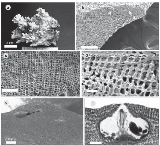 Figura 3 – a-f. Aspecto geral e micrografias de Lithophyllum stictaeforme. a. Aspecto geral de crosta protuberante crescendo sobre fragmento de recife