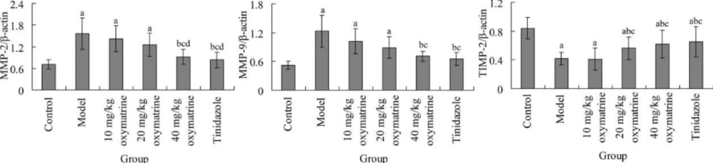Figure 2 -  Gingival  tissue  MMP-2,  MMP-9  and  TIMP-2  protein  levels  after  treatment  in  different  groups