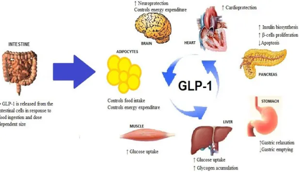 Figure 1.4 depicts all GLP-1 functions mentioned above.  