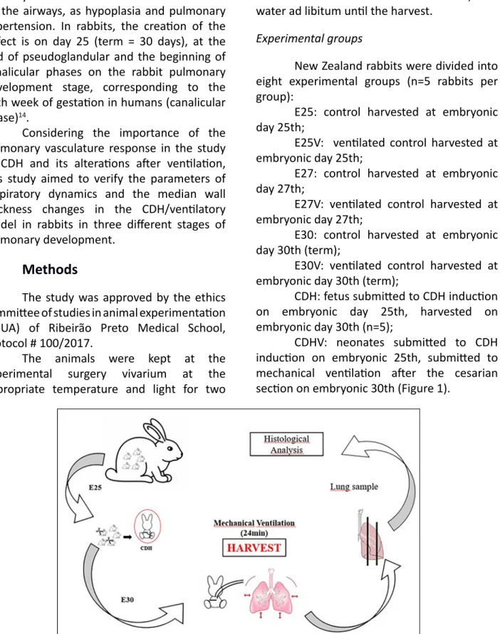 Figure 1  - Study design of CDHV group. E25: embryonic day 25 th . CDH: congenital diaphragmatic hernia