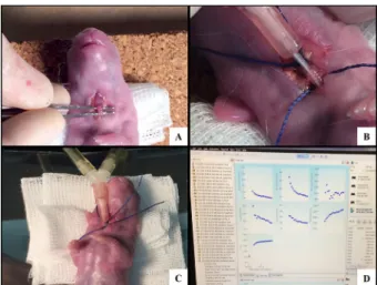 Figure 3  – Mechanical ventilation.  A ) Cervicotomy  and  tracheal  identification.  B) Tracheostomy  with the vascular catheter