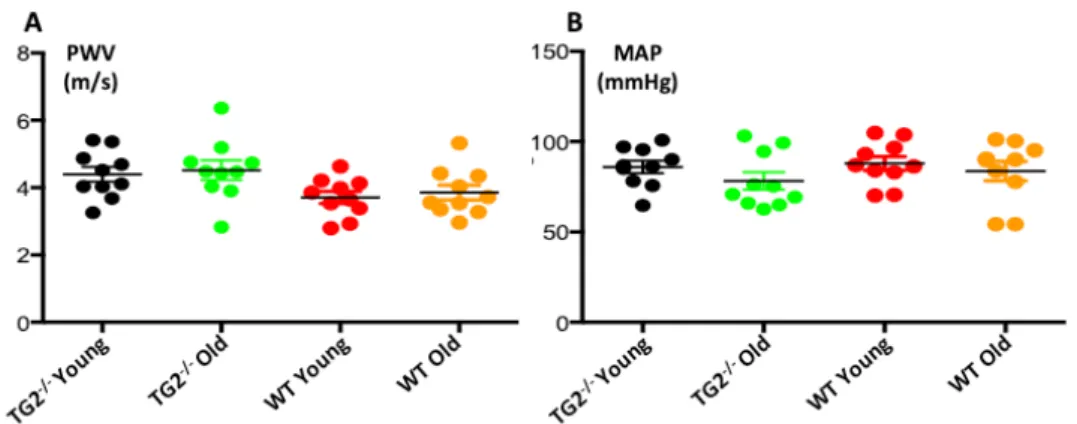 Figure 1 -  Comparisons for pulse-wave velocity (PWV;  A ) and mean arterial pressure (MAP;  B ) within study  groups (n = 10; all p values between groups > 0.05)