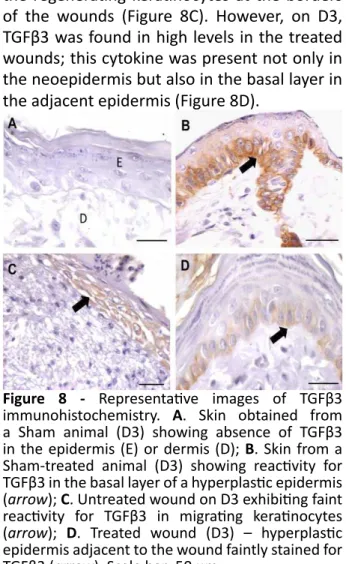 Figure 8 -   Representative  images  of  TGFβ3  immunohistochemistry.  A .  Skin  obtained  from  a  Sham  animal  (D3)  showing  absence  of  TGFβ3  in the epidermis (E) or dermis (D);  B 