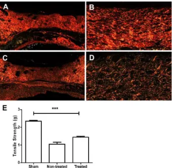 Figure 11 -  Representative  images  of  collagens  stained  with  picrosirius  red  and  viewed  by  polarization microscopy, as well as of biomechanical  test  results,  in  sham  skin  and   andiroba-based-emulsion-treated  or  untreated  wounds  on  D2