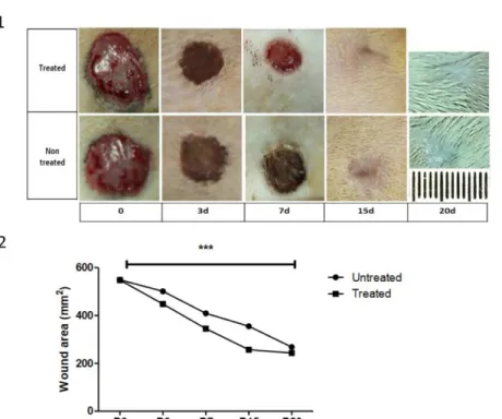 Table 1 -  Wound healing effect of andiroba-based emulsion in an excision wound model.