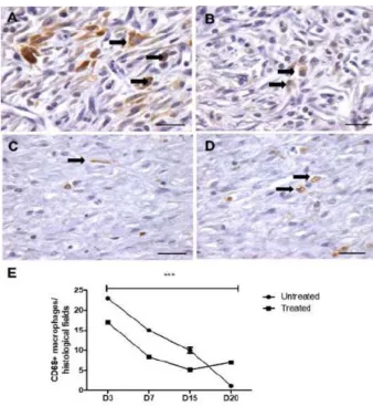 Figure 4 -  Representative  images  of  CD68 + macrophages present in  andiroba-based-emulsion-treated and unandiroba-based-emulsion-treated wounds and morphometry