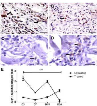 Figure 5 -  Representative  images  of  M1  (iNOS + )  or M2 +  (Arg1 + ) macrophages present in  andiroba-based-emulsion-treated and untreated wounds and  morphometry