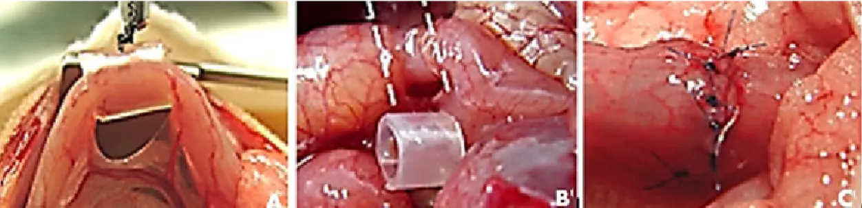 Figure 2 –  Obstruction of the distal colon in rat model. The ring was placed 3-4 cm above peritoneal reflection  ( A )