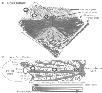 Figure 1   -  Schematic  representation  of  three- three-dimensional liver zoning. Zone 1, next to the portal  triad; Zone 2, intermediate sinusoidal region; Zone  3,  proximal  central  lobular  vein