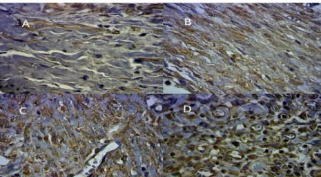 Figure 7  - Average tissue immunostaining (in square micrometers per CGA) of TGF-β in relation to the CBS and  UHS groups, on the 3 rd , 7 th ,14 th  and 21 st  days.