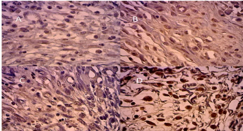 Figure 9  - α-AML average tissue immunostaining (in square micrometers per CGA) of in relation to CBS and  UHS groups on the 3 rd , 7 th ,14 th  and 21 days.