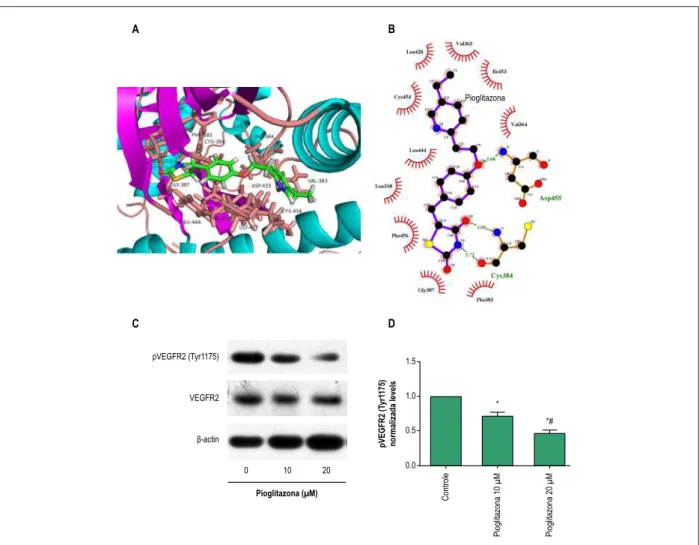Figura 1 – O VEGFR-2 é o alvo potencial para a pioglitazona. (A) modelo de docagem (docking) molecular 3D da pioglitazona com VEGFR-2; estrutura verde: 