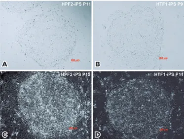 Figure 3. Endogenous pluripotent gene expression in HPF/HTF-iPSCs.