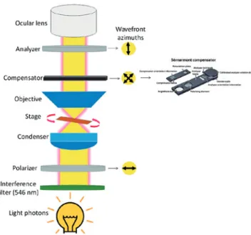 Figure 1. Schematic diagram of the major parts of a quantitative polarized  light microscope