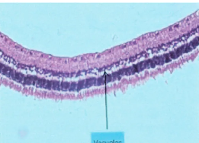 Figure 1. Representative ERG wave changes after intravitreal  NC injection into a rabbit’s eye.