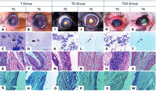 Figure 5. (A) T group, moment T0 left eye, mucoid secretion, opacity, and corneal pigmentation