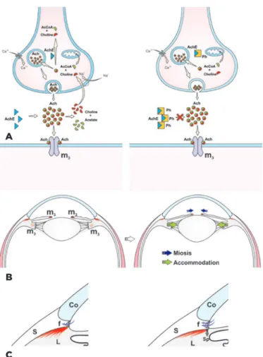 Figure 1 A) Parasympathetic nerve terminal. AcCoA, acetyl-CoA; Ach,  acetylcholine; AchE, acetylcholinesterase; m 3 , muscarinic acetylcholine  receptor; Ph, physostigmine; Ca+2, calcium ion