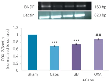 Figure 3. Effects of CA1 administration of orexin-A (40 pM)  and SB-334867-A (80 nM) on capsaicin-induced change in  hippocampal expression of BDNF