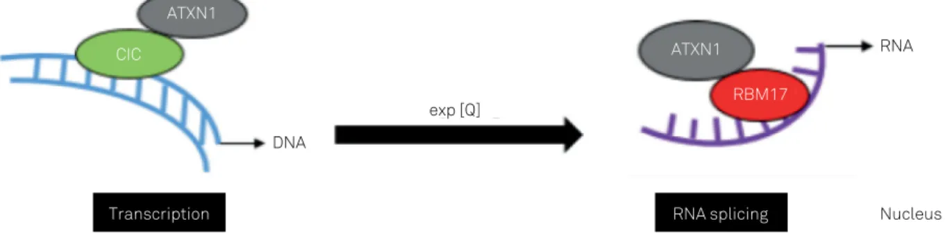 Figure 2. Illustration of a model of SCA1 pathogenesis that incorporates the crucial nuclear interactions and functions of ATXN1