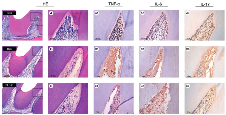 Figure 1. Representative photomicrographs of inflammation response and immunohistochemical labeling of the control and bleached groups