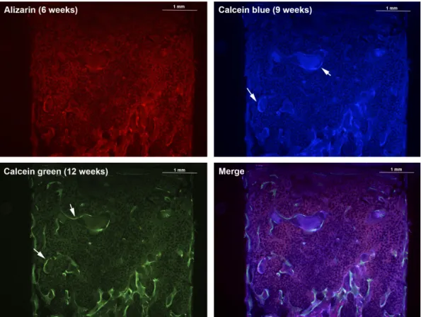 Figure 6. Representative histological sections showing the fluorescence pattern observed for each fluorochrome, injected at 6, 9, and 12 weeks