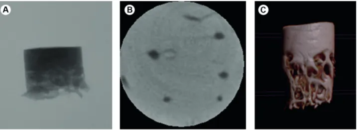 Figure 5. Flow chart with orientations for bone evaluation using microcomputed tomography