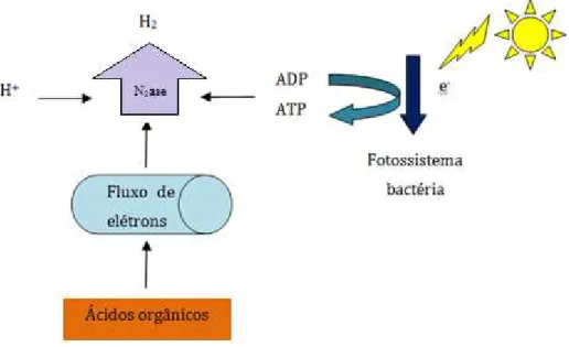 Figura 3.3 - Esquema metabólico de produção de H 2  através das bactérias fotossintetizantes