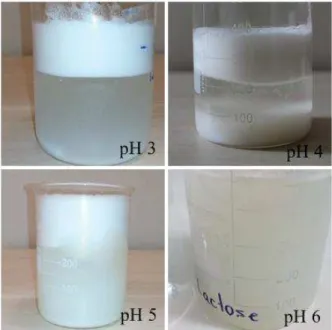 Figura 8. Resultado do ajuste de pH na formação de microcápsulas no tratamento T1. 