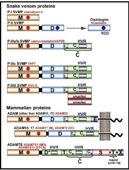 Figura 4: Diagrama esquemático da estrutura dos domínios das SVMPs e moléculas relacionadas