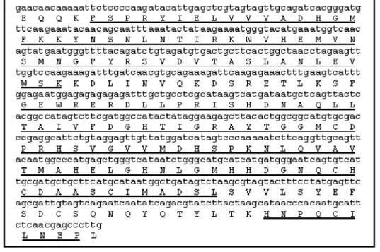 Figura 5: Seqüência de cDNA e resíduos de aminoácidos deduzidos a partir da protease BmooMP-I